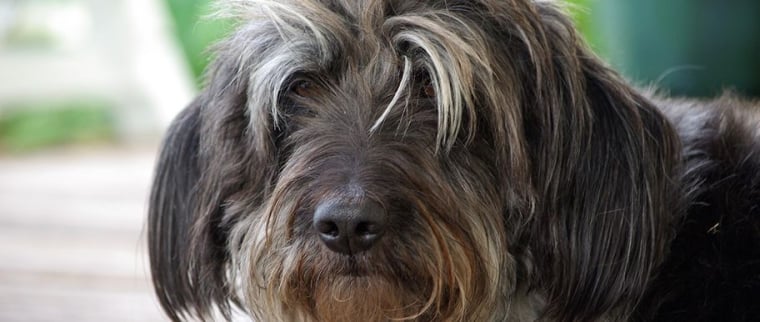 griffon bruxellois